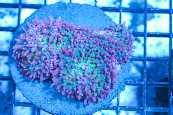 #wholesale_coral# - #saltwater_fish# #saltwater_coral# - #rare corals# - #coralsdepot# - #Corals_Depot# - #live_corals# - #eye-catching-coral# #quality_marine_fish# -#quality-marine# #discoun