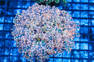 #wholesale_coral# - #saltwater_fish# #saltwater_coral# - #rare corals# - #coralsdepot# - #Corals_Depot# - #live_corals# - #eye-catching-coral# #quality_marine_fish# -#quality-marine# #discoun