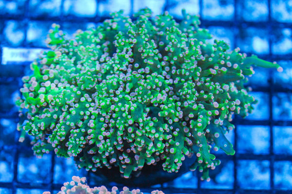 #wholesale_coral# - #saltwater_fish# #saltwater_coral# - #rare corals# - #coralsdepot# - #Corals_Depot# - #live_corals# - #eye-catching-coral# #quality_marine_fish# -#quality-marine# #discoun