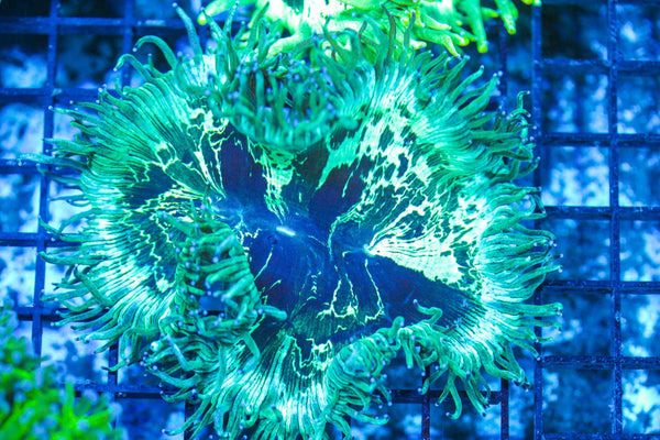 #wholesale_coral# - #saltwater_fish# #saltwater_coral# - #rare corals# - #coralsdepot# - #Corals_Depot# - #live_corals# - #eye-catching-coral# #quality_marine_fish# -#quality-marine# #discoun