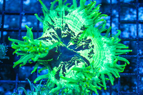 #wholesale_coral# - #saltwater_fish# #saltwater_coral# - #rare corals# - #coralsdepot# - #Corals_Depot# - #live_corals# - #eye-catching-coral# #quality_marine_fish# -#quality-marine# #discoun
