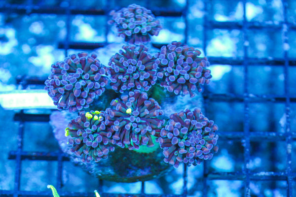 #wholesale_coral# - #saltwater_fish# #saltwater_coral# - #rare corals# - #coralsdepot# - #Corals_Depot# - #live_corals# - #eye-catching-coral# #quality_marine_fish# -#quality-marine# #discoun
