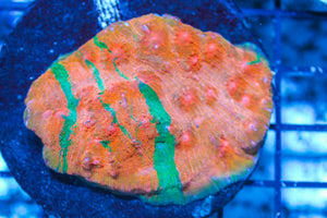 #wholesale_coral# - #saltwater_fish# #saltwater_coral# - #rare corals# - #coralsdepot# - #Corals_Depot# - #live_corals# - #eye-catching-coral# #quality_marine_fish# -#quality-marine# #discoun