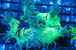 #wholesale_coral# - #saltwater_fish# #saltwater_coral# - #rare corals# - #coralsdepot# - #Corals_Depot# - #live_corals# - #eye-catching-coral# #quality_marine_fish# -#quality-marine# #discoun