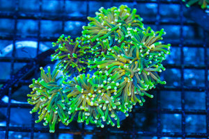 #wholesale_coral# - #saltwater_fish# #saltwater_coral# - #rare corals# - #coralsdepot# - #Corals_Depot# - #live_corals# - #eye-catching-coral# #quality_marine_fish# -#quality-marine# #discoun