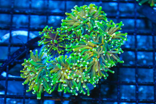 #wholesale_coral# - #saltwater_fish# #saltwater_coral# - #rare corals# - #coralsdepot# - #Corals_Depot# - #live_corals# - #eye-catching-coral# #quality_marine_fish# -#quality-marine# #discoun