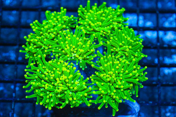 #wholesale_coral# - #saltwater_fish# #saltwater_coral# - #rare corals# - #coralsdepot# - #Corals_Depot# - #live_corals# - #eye-catching-coral# #quality_marine_fish# -#quality-marine# #discoun