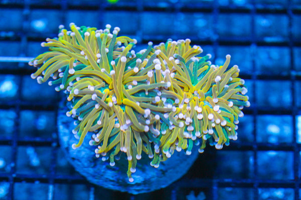 #wholesale_coral# - #saltwater_fish# #saltwater_coral# - #rare corals# - #coralsdepot# - #Corals_Depot# - #live_corals# - #eye-catching-coral# #quality_marine_fish# -#quality-marine# #discoun