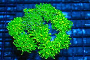 #wholesale_coral# - #saltwater_fish# #saltwater_coral# - #rare corals# - #coralsdepot# - #Corals_Depot# - #live_corals# - #eye-catching-coral# #quality_marine_fish# -#quality-marine# #discoun