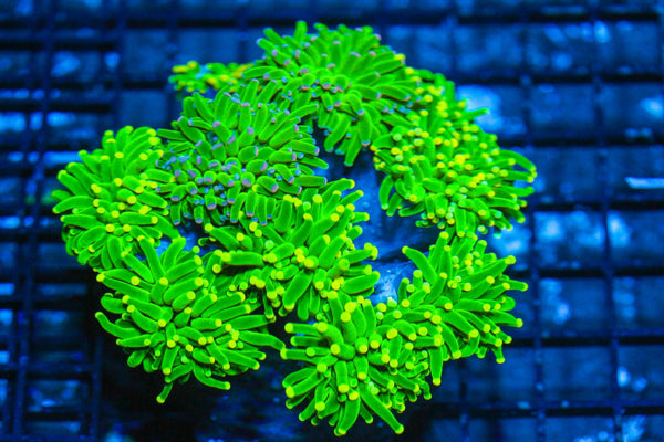 #wholesale_coral# - #saltwater_fish# #saltwater_coral# - #rare corals# - #coralsdepot# - #Corals_Depot# - #live_corals# - #eye-catching-coral# #quality_marine_fish# -#quality-marine# #discoun