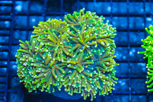#wholesale_coral# - #saltwater_fish# #saltwater_coral# - #rare corals# - #coralsdepot# - #Corals_Depot# - #live_corals# - #eye-catching-coral# #quality_marine_fish# -#quality-marine# #discoun