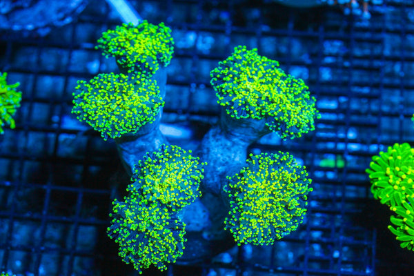 #wholesale_coral# - #saltwater_fish# #saltwater_coral# - #rare corals# - #coralsdepot# - #Corals_Depot# - #live_corals# - #eye-catching-coral# #quality_marine_fish# -#quality-marine# #discoun