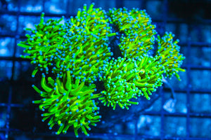 #wholesale_coral# - #saltwater_fish# #saltwater_coral# - #rare corals# - #coralsdepot# - #Corals_Depot# - #live_corals# - #eye-catching-coral# #quality_marine_fish# -#quality-marine# #discoun