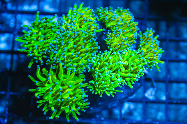 #wholesale_coral# - #saltwater_fish# #saltwater_coral# - #rare corals# - #coralsdepot# - #Corals_Depot# - #live_corals# - #eye-catching-coral# #quality_marine_fish# -#quality-marine# #discoun