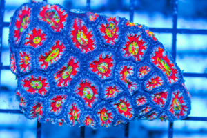#wholesale_coral# - #saltwater_fish# #saltwater_coral# - #rare corals# - #coralsdepot# - #Corals_Depot# - #live_corals# - #eye-catching-coral# #quality_marine_fish# -#quality-marine# #discoun
