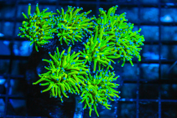 #wholesale_coral# - #saltwater_fish# #saltwater_coral# - #rare corals# - #coralsdepot# - #Corals_Depot# - #live_corals# - #eye-catching-coral# #quality_marine_fish# -#quality-marine# #discoun