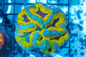 #wholesale_coral# - #saltwater_fish# #saltwater_coral# - #rare corals# - #coralsdepot# - #Corals_Depot# - #live_corals# - #eye-catching-coral# #quality_marine_fish# -#quality-marine# #discoun