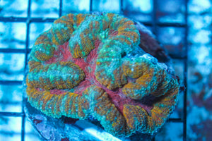 #wholesale_coral# - #saltwater_fish# #saltwater_coral# - #rare corals# - #coralsdepot# - #Corals_Depot# - #live_corals# - #eye-catching-coral# #quality_marine_fish# -#quality-marine# #discoun