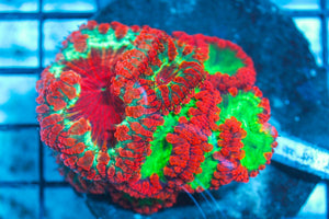 #wholesale_coral# - #saltwater_fish# #saltwater_coral# - #rare corals# - #coralsdepot# - #Corals_Depot# - #live_corals# - #eye-catching-coral# #quality_marine_fish# -#quality-marine# #discoun