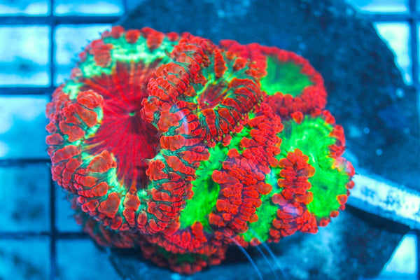 #wholesale_coral# - #saltwater_fish# #saltwater_coral# - #rare corals# - #coralsdepot# - #Corals_Depot# - #live_corals# - #eye-catching-coral# #quality_marine_fish# -#quality-marine# #discoun