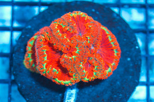 #wholesale_coral# - #saltwater_fish# #saltwater_coral# - #rare corals# - #coralsdepot# - #Corals_Depot# - #live_corals# - #eye-catching-coral# #quality_marine_fish# -#quality-marine# #discoun
