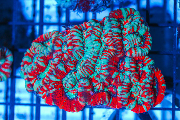 #wholesale_coral# - #saltwater_fish# #saltwater_coral# - #rare corals# - #coralsdepot# - #Corals_Depot# - #live_corals# - #eye-catching-coral# #quality_marine_fish# -#quality-marine# #discoun