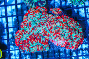 #wholesale_coral# - #saltwater_fish# #saltwater_coral# - #rare corals# - #coralsdepot# - #Corals_Depot# - #live_corals# - #eye-catching-coral# #quality_marine_fish# -#quality-marine# #discoun