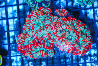 #wholesale_coral# - #saltwater_fish# #saltwater_coral# - #rare corals# - #coralsdepot# - #Corals_Depot# - #live_corals# - #eye-catching-coral# #quality_marine_fish# -#quality-marine# #discoun