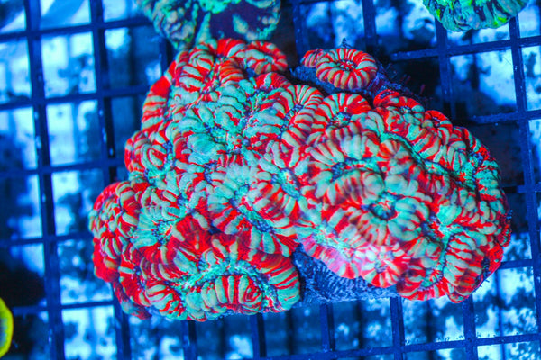 #wholesale_coral# - #saltwater_fish# #saltwater_coral# - #rare corals# - #coralsdepot# - #Corals_Depot# - #live_corals# - #eye-catching-coral# #quality_marine_fish# -#quality-marine# #discoun