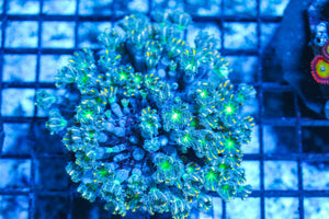 #wholesale_coral# - #saltwater_fish# #saltwater_coral# - #rare corals# - #coralsdepot# - #Corals_Depot# - #live_corals# - #eye-catching-coral# #quality_marine_fish# -#quality-marine# #discoun