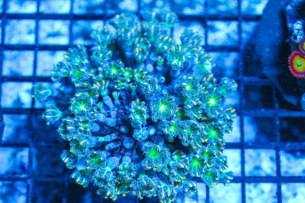 #wholesale_coral# - #saltwater_fish# #saltwater_coral# - #rare corals# - #coralsdepot# - #Corals_Depot# - #live_corals# - #eye-catching-coral# #quality_marine_fish# -#quality-marine# #discoun