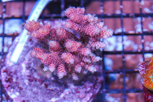 #wholesale_coral# - #saltwater_fish# #saltwater_coral# - #rare corals# - #coralsdepot# - #Corals_Depot# - #live_corals# - #eye-catching-coral# #quality_marine_fish# -#quality-marine# #discoun
