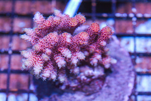 #wholesale_coral# - #saltwater_fish# #saltwater_coral# - #rare corals# - #coralsdepot# - #Corals_Depot# - #live_corals# - #eye-catching-coral# #quality_marine_fish# -#quality-marine# #discoun