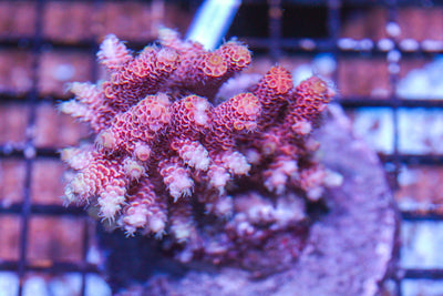 #wholesale_coral# - #saltwater_fish# #saltwater_coral# - #rare corals# - #coralsdepot# - #Corals_Depot# - #live_corals# - #eye-catching-coral# #quality_marine_fish# -#quality-marine# #discoun