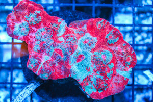 #wholesale_coral# - #saltwater_fish# #saltwater_coral# - #rare corals# - #coralsdepot# - #Corals_Depot# - #live_corals# - #eye-catching-coral# #quality_marine_fish# -#quality-marine# #discoun