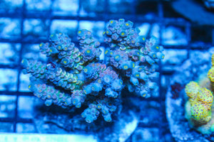 #wholesale_coral# - #saltwater_fish# #saltwater_coral# - #rare corals# - #coralsdepot# - #Corals_Depot# - #live_corals# - #eye-catching-coral# #quality_marine_fish# -#quality-marine# #discoun