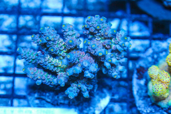 #wholesale_coral# - #saltwater_fish# #saltwater_coral# - #rare corals# - #coralsdepot# - #Corals_Depot# - #live_corals# - #eye-catching-coral# #quality_marine_fish# -#quality-marine# #discoun