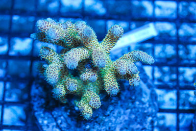 #wholesale_coral# - #saltwater_fish# #saltwater_coral# - #rare corals# - #coralsdepot# - #Corals_Depot# - #live_corals# - #eye-catching-coral# #quality_marine_fish# -#quality-marine# #discoun