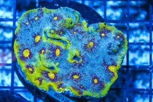 #wholesale_coral# - #saltwater_fish# #saltwater_coral# - #rare corals# - #coralsdepot# - #Corals_Depot# - #live_corals# - #eye-catching-coral# #quality_marine_fish# -#quality-marine# #discoun