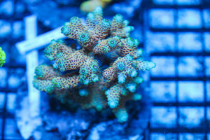 #wholesale_coral# - #saltwater_fish# #saltwater_coral# - #rare corals# - #coralsdepot# - #Corals_Depot# - #live_corals# - #eye-catching-coral# #quality_marine_fish# -#quality-marine# #discoun