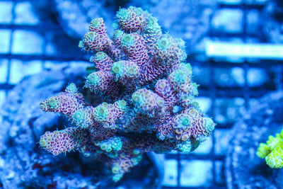 #wholesale_coral# - #saltwater_fish# #saltwater_coral# - #rare corals# - #coralsdepot# - #Corals_Depot# - #live_corals# - #eye-catching-coral# #quality_marine_fish# -#quality-marine# #discoun