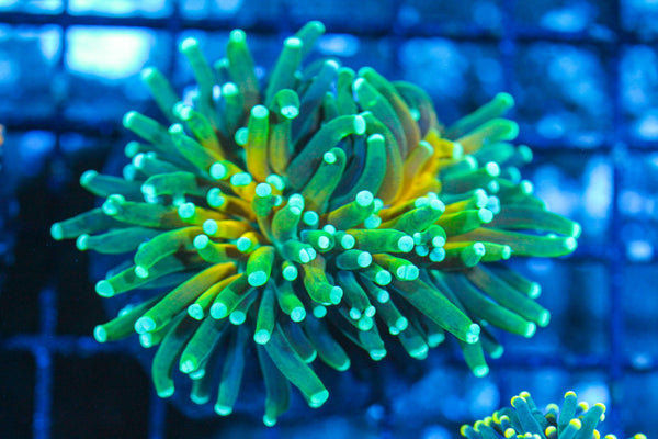 #wholesale_coral# - #saltwater_fish# #saltwater_coral# - #rare corals# - #coralsdepot# - #Corals_Depot# - #live_corals# - #eye-catching-coral# #quality_marine_fish# -#quality-marine# #discoun