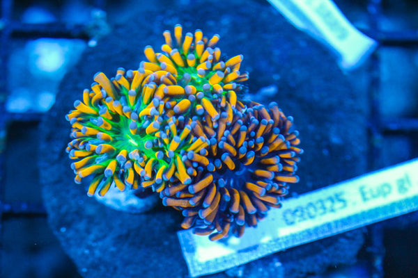 #wholesale_coral# - #saltwater_fish# #saltwater_coral# - #rare corals# - #coralsdepot# - #Corals_Depot# - #live_corals# - #eye-catching-coral# #quality_marine_fish# -#quality-marine# #discoun