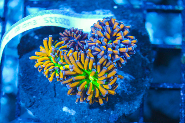 #wholesale_coral# - #saltwater_fish# #saltwater_coral# - #rare corals# - #coralsdepot# - #Corals_Depot# - #live_corals# - #eye-catching-coral# #quality_marine_fish# -#quality-marine# #discoun