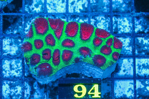 #wholesale_coral# - #saltwater_fish# #saltwater_coral# - #rare corals# - #coralsdepot# - #Corals_Depot# - #live_corals# - #eye-catching-coral# #quality_marine_fish# -#quality-marine# #discoun