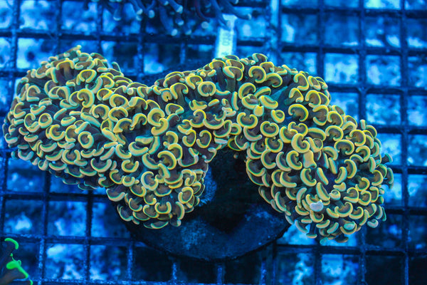 #wholesale_coral# - #saltwater_fish# #saltwater_coral# - #rare corals# - #coralsdepot# - #Corals_Depot# - #live_corals# - #eye-catching-coral# #quality_marine_fish# -#quality-marine# #discoun