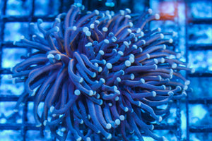 #wholesale_coral# - #saltwater_fish# #saltwater_coral# - #rare corals# - #coralsdepot# - #Corals_Depot# - #live_corals# - #eye-catching-coral# #quality_marine_fish# -#quality-marine# #discoun