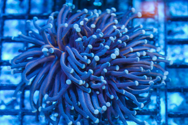 #wholesale_coral# - #saltwater_fish# #saltwater_coral# - #rare corals# - #coralsdepot# - #Corals_Depot# - #live_corals# - #eye-catching-coral# #quality_marine_fish# -#quality-marine# #discoun