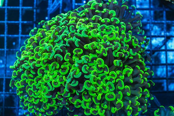 #wholesale_coral# - #saltwater_fish# #saltwater_coral# - #rare corals# - #coralsdepot# - #Corals_Depot# - #live_corals# - #eye-catching-coral# #quality_marine_fish# -#quality-marine# #discoun