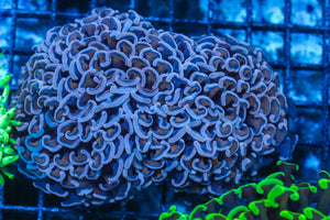 #wholesale_coral# - #saltwater_fish# #saltwater_coral# - #rare corals# - #coralsdepot# - #Corals_Depot# - #live_corals# - #eye-catching-coral# #quality_marine_fish# -#quality-marine# #discoun